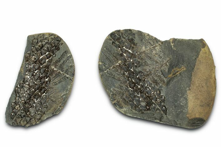 Pecopteris and Lepidodendron Nodule Pos/Neg - Mazon Creek #331715